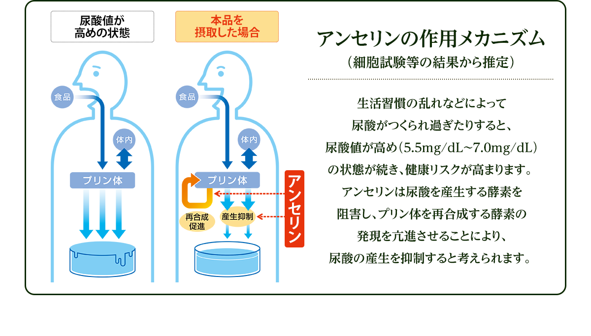 アンセリンが高めの尿酸値*を低下させます！＊高めの尿酸値：5.5mg～7.0mg/dL アンセリンの作用メカニズム（細胞試験等の結果から推定）⽣活習慣の乱れなどによって尿酸がつくられ過ぎたりすると、尿酸値が⾼め（5.5mg/dL〜7.0mg/dL）の状態が続き、健康リスクが⾼まります。アンセリンは尿酸を産⽣する酵素を阻害し、プリン体を再合成する酵素の発現を亢進させることにより、尿酸の産⽣を抑制すると考えられます。