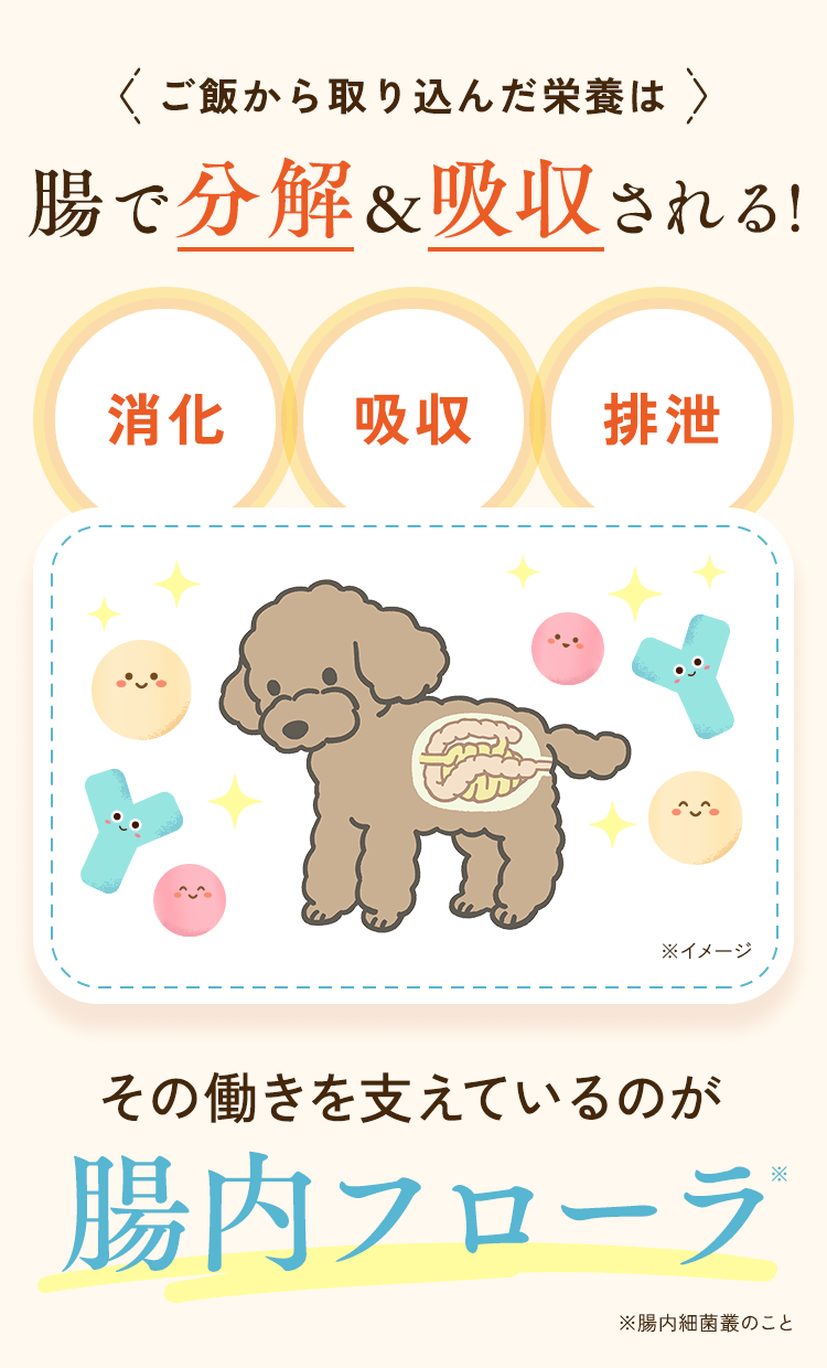ご飯から取り込んだ栄養は腸で分解＆吸収される！