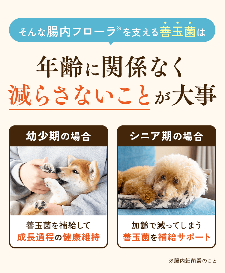 そんな腸内フローラを支える善玉菌は年齢に関係なく減らさないことが大事 幼少期の場合…善玉菌を補給して成長過程の健康維持 シニア期の場合…加齢で減ってしまう善玉菌を補給サポート
