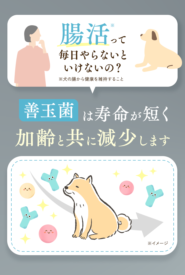 腸活って毎日やらないといけないの？善玉菌は寿命が短く、加齢と共に減少します。