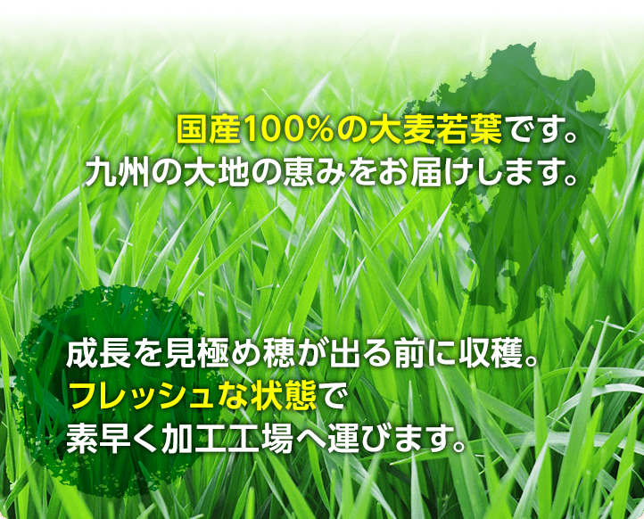 国産100%の大麦若葉です。九州の大地の恵みをお届けします。成長を見極め穂が出る前に収穫。フレッシュな状態で素早く加工工場へ運びます。