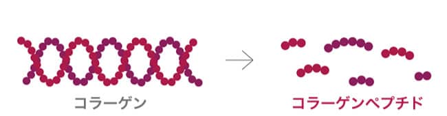 コラーゲンを低分子化し、コラーゲンペプチドに