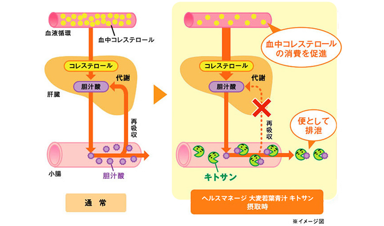 悪玉コレステロールを低下させる「キトサン」の健康パワーに注目！