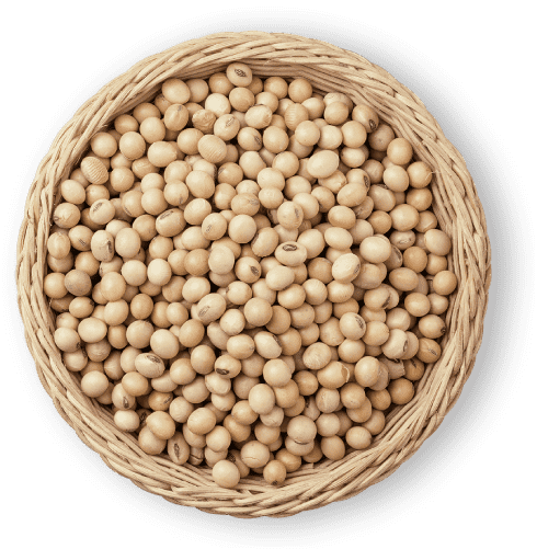 大豆イメージ