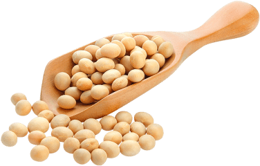 大豆イメージ