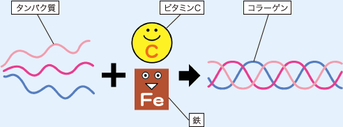 タンパク質とビタミンCと鉄分がコラーゲンの合成に必要