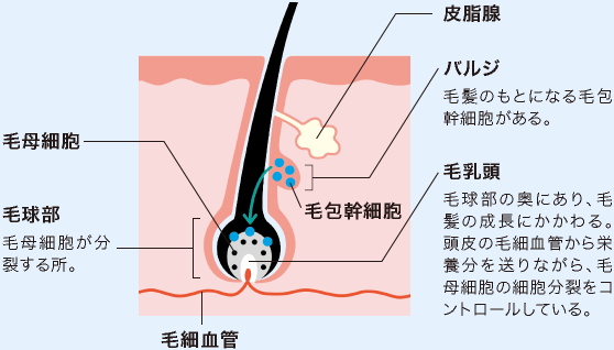 毛細血管、
            毛乳頭、毛母細胞、毛球部、バルジ、皮脂腺