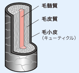 外側から、毛小皮（キューティクル）、毛皮質、毛髄質