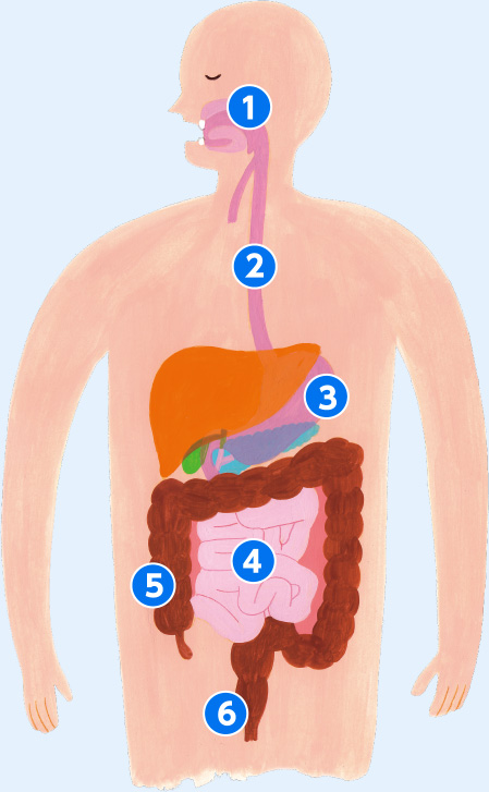 1.口、2.食道、3.胃、4.小腸、5.大腸、6.肛門