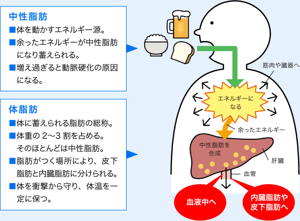 中性脂肪：
              ■体を動かすエネルギー源。
  ■余ったエネルギーが中性脂肪になり蓄えられる。
  ■増え過ぎると動脈硬化の原因になる。
            体脂肪：
            ■体に蓄えられる脂肪の総称。
  ■体重の2〜3割を占める。そのほとんどは中性脂肪。
  ■脂肪がつく場所により、皮下脂肪と内臓脂肪に分けられる。
  ■体を衝撃から守り、体温を一定に保つ。