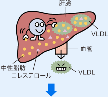 肝臓で合成された中性脂肪は、コレステロールと共に、VLDLとして血液中に送り出される。