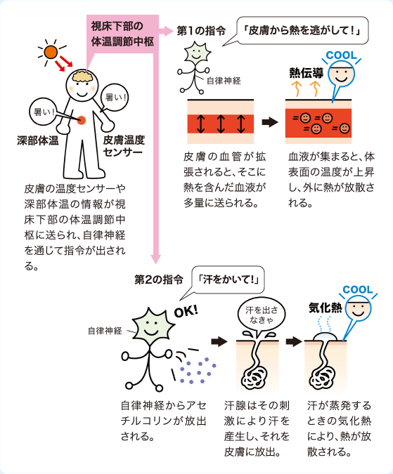 1.皮膚の温度センサーや深部体温の情報が視床下部の体温調節中枢に送られ、自律神経を通じて指令が出される。
2.皮膚の血管が拡張されると、そこに熱を含んだ血液が多量に送られる。血液が集まると、体表面の温度が上昇し、外に熱が放散される。
3.自律神経からアセチルコリンが放出される。汗腺はその刺激により汗を産生し、それを皮膚に放出。汗が蒸発するときの気化熱により、熱が放散される。