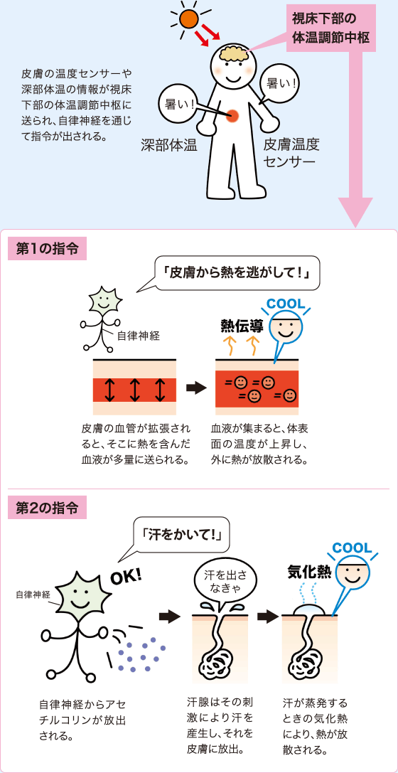 1.皮膚の温度センサーや深部体温の情報が視床下部の体温調節中枢に送られ、自律神経を通じて指令が出される。
2.皮膚の血管が拡張されると、そこに熱を含んだ血液が多量に送られる。血液が集まると、体表面の温度が上昇し、外に熱が放散される。
3.自律神経からアセチルコリンが放出される。汗腺はその刺激により汗を産生し、それを皮膚に放出。汗が蒸発するときの気化熱により、熱が放散される。