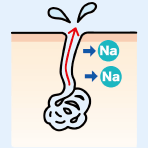 汗腺　イラスト