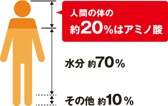 丈夫な体のための成分「アミノ酸」
