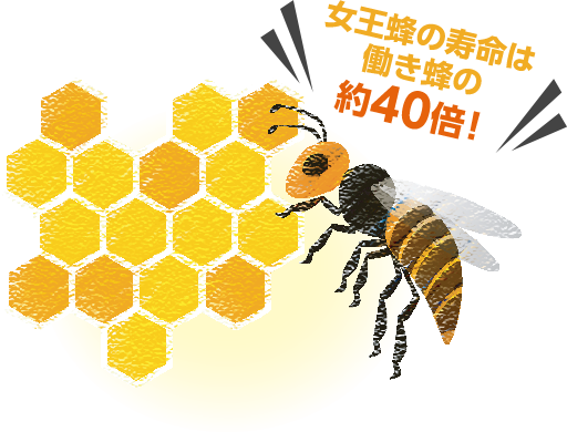 女王蜂のパワー源「ローヤルゼリー」