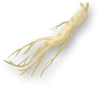 高麗人参