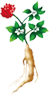 田七人参