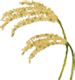 米胚芽