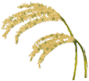 米胚芽
