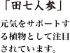 「田七人参」元気をサポートする植物として注目されています。