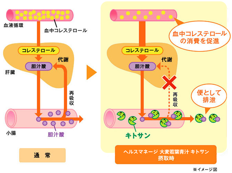 コレステロールの吸収を抑えるキトサン配合