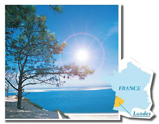 フラバンジェノール®の原料は、フランス南西部のランド地方に生育する海岸松。