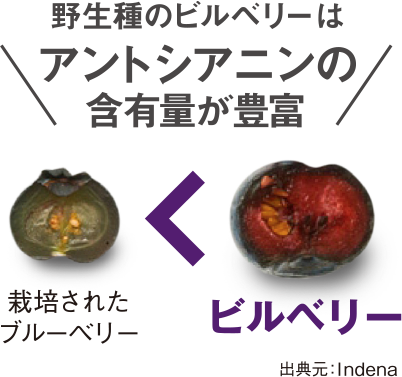 北欧産の野生種ビルベリーを使用