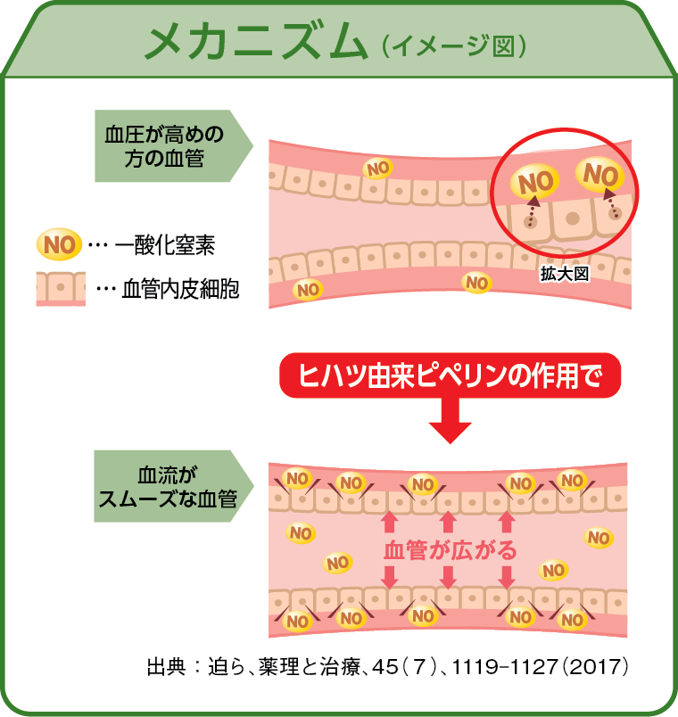 ヒハツ由来ピペリン血圧改善メカニズム