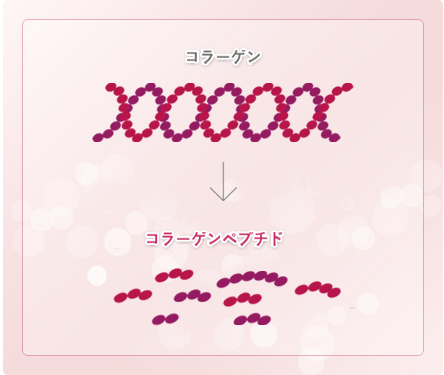 コラーゲンは低分子ペプチドタイプを採用