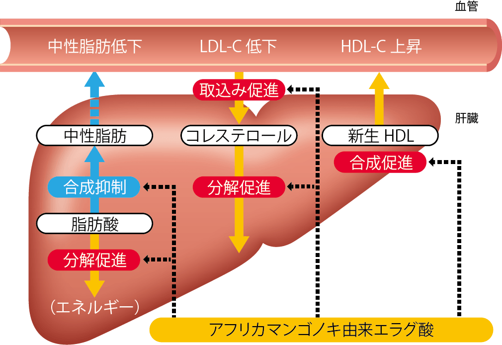 アフリカマンゴノキ由来エラグ酸の3つの作用メカニズム