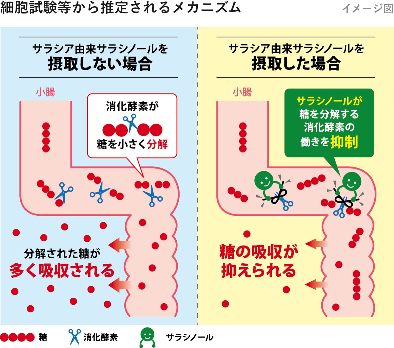 サラシア由来サラシノールを摂取しない場合 摂取した場合