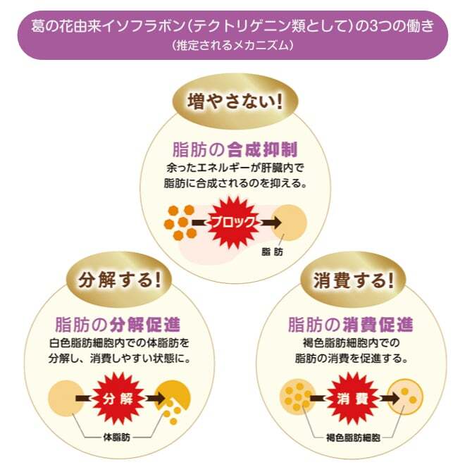 体内の脂肪を「増やさない」「分解する」「燃やす」3つのメカニズム
