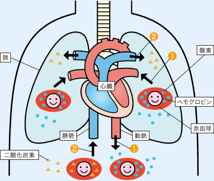 ヘモグロビンの働き　図