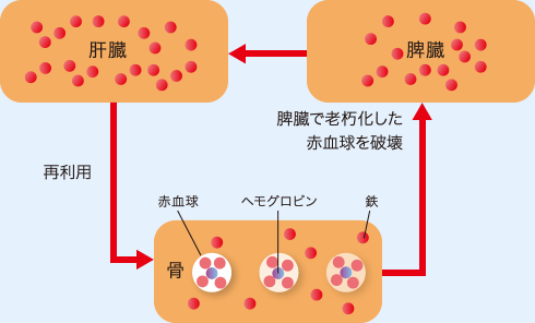 骨の中に鉄と赤血球がある→脾臓で老朽化した赤血球を破壊→鉄は肝臓を経て骨へ再利用される