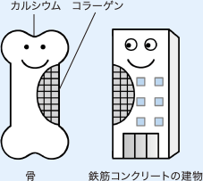 骨の構造は鉄筋コンクリートの建物に例えられる