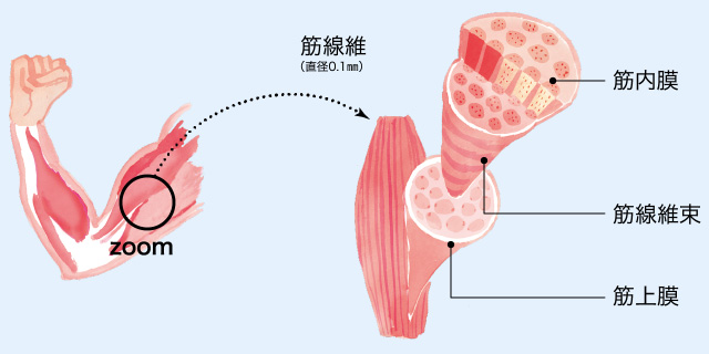 筋線維（直径0.1㎜）→繊維1本のうち外側から筋上膜、筋線維束、筋内膜