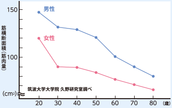 筋横断面積（筋肉量）は加齢とともに減っていく。筑波大学大学院 久野研究室調べ