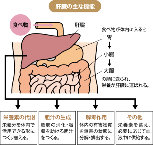 肝臓 を よく する に は