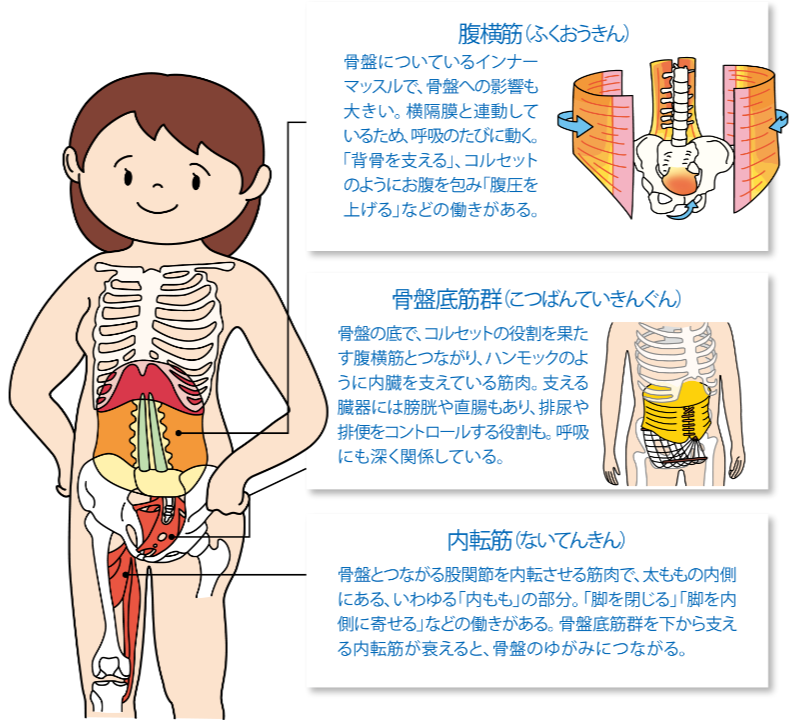 腹横筋（ふくおうきん）：骨盤についているインナーマッスルで、骨盤への影響も大きい。横隔膜と連動しているため、呼吸のたびに動く。「背骨を支える」、コルセットのようにお腹を包み「腹圧を上げる」などの働きがある。　骨盤底筋群（こつばんていきんぐん）骨盤の底で、コルセットの役割を果たす腹横筋とつながり、ハンモックのように内臓を支えている筋肉。支える臓器には膀胱や直腸もあり、排尿や排便をコントロールする役割も。呼吸にも深く関係している。　内転筋（ないてんきん）：骨盤とつながる股関節を内転させる筋肉で、太ももの内側にある、いわゆる「内もも」の部分。「脚を閉じる」「脚を内側に寄せる」などの働きがある。骨盤底筋群を下から支える内転筋が衰えると、骨盤のゆがみにつながる。