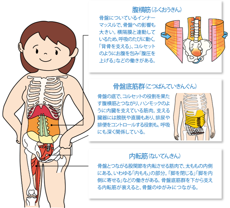 筋肉を正すと体形が変わる 公式 大正製薬ダイレクトオンラインショップ