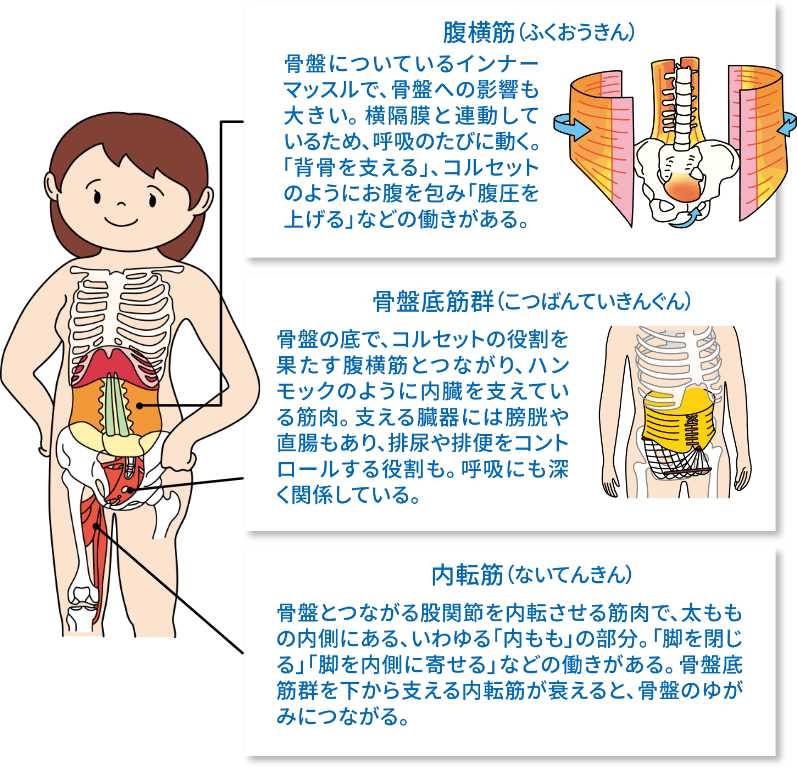 腹横筋（ふくおうきん）：骨盤についているインナーマッスルで、骨盤への影響も大きい。横隔膜と連動しているため、呼吸のたびに動く。「背骨を支える」、コルセットのようにお腹を包み「腹圧を上げる」などの働きがある。　骨盤底筋群（こつばんていきんぐん）骨盤の底で、コルセットの役割を果たす腹横筋とつながり、ハンモックのように内臓を支えている筋肉。支える臓器には膀胱や直腸もあり、排尿や排便をコントロールする役割も。呼吸にも深く関係している。　内転筋（ないてんきん）：骨盤とつながる股関節を内転させる筋肉で、太ももの内側にある、いわゆる「内もも」の部分。「脚を閉じる」「脚を内側に寄せる」などの働きがある。骨盤底筋群を下から支える内転筋が衰えると、骨盤のゆがみにつながる。