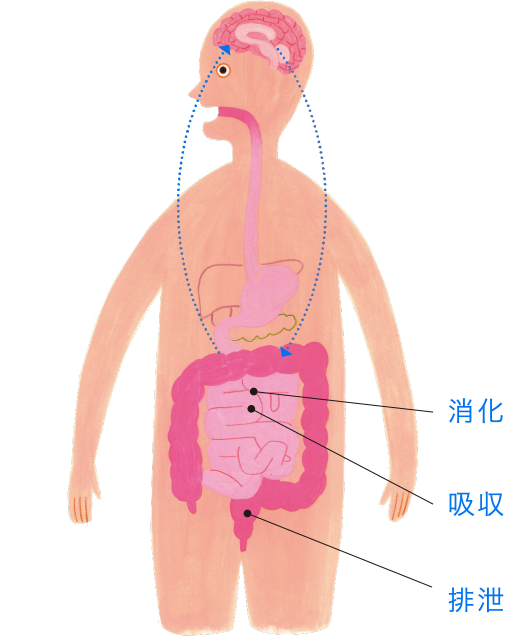 体の中から健康に 腸内環境を整える 公式 大正製薬ダイレクトオンラインショップ