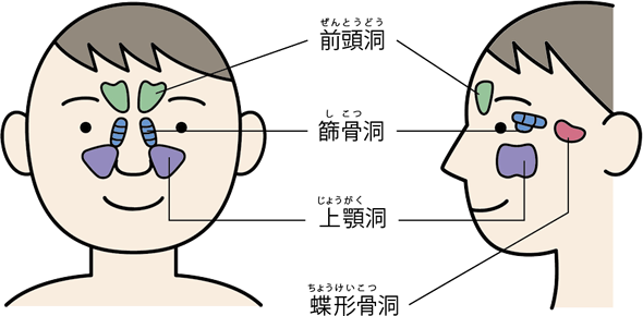 長引く鼻水 鼻づまり 副鼻腔炎 公式 大正製薬ダイレクトオンラインショップ
