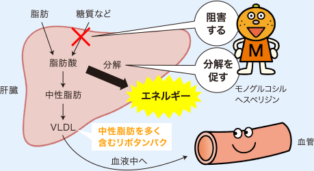 肝臓での中性脂肪の合成を抑え、脂肪酸の分解を促す。