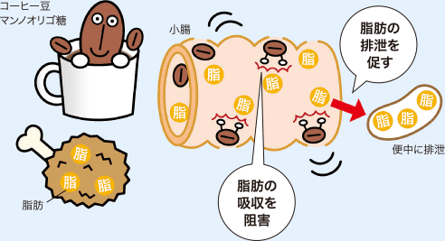 小腸での脂肪の吸収を阻害し、排泄を促す。