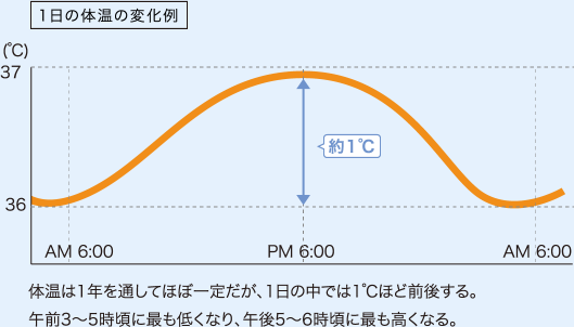 1日の体温の変化例。体温は1年を通してほぼ一定だが、1日の中では1℃ほど前後する。午前3～5時頃に最も低くなり、午後5～6時頃に最も高くなる。