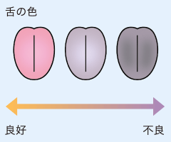 舌の色　ピンク色ほど良好、黒ずむほど不良