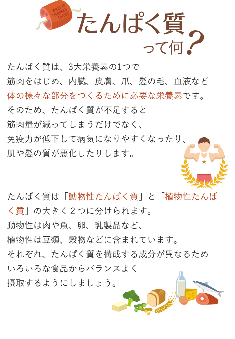 たんぱく質は、3大栄養素の1つで筋肉をはじめ、内蔵、皮膚、爪、髪の毛、血液など身体の様々な部分をつくるために必要な栄養素です。そのため、たんぱく質が不足すると筋肉量が減ってしまうだけでなく、免疫力が低下して病気になりやすくなったり、肌や髪の毛の質が悪化したりします。　たんぱく質は「動物性たんぱく質」と「植物性たんぱく質」の大きく2つに分けられます。動物性は肉や魚、卵、乳製品など、植物性は豆類、穀物などに含まれています。それぞれ、たんぱく質を構成する成分が異なるためいろいろな食品からバランスよく摂取するようにしましょう。