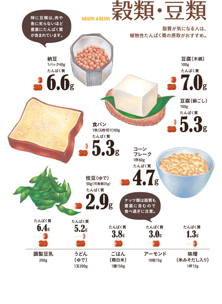 穀類・豆類　脂質が気になる人は、植物性たんぱく質の摂取がおすすめ。特に豆類は、肉屋魚に劣らないほど豊富にたんぱく質が含まれています。ナッツ類は脂質も豊富に含むので食べ過ぎに注意。　納豆1パック40g…たんぱく質6.6g、豆腐（木綿）100g…たんぱく質6.6g、豆腐（絹ごし）100g…たんぱく質4.9g、食パン1枚（6枚切り）60g…たんぱく質5.6g、コーンフレーク1杯60g…たんぱく質4.7g、枝豆（ゆで）50g（可食部25g）…たんぱく質2.9g、調整豆乳200g…たんぱく質6.4g、うどん（ゆで）1玉200g…たんぱく質5.2g、ごはん（精白米）1膳150g…たんぱく質3.8g、アーモンド10粒10g…たんぱく質2.0g、味噌（米みそだし入り）1杯12g…たんぱく質1.6g